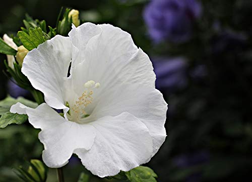 20x30 Inch Laminated Floral Poster - Vibrant White Mallow Blossom Wall Art for Home Decor | Perfect for Living Room, Bedroom & Office Decoration