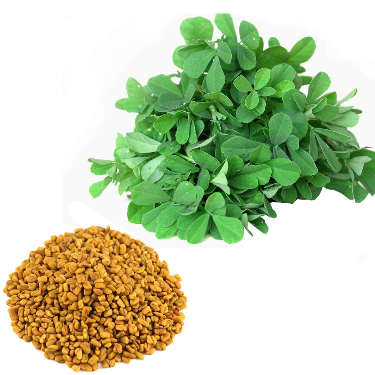 Organic Fenugreek Seeds (Trigonella foenum-graecum) - 300+ Non-GMO Herb Seeds for Cooking, Tea & Medicinal Use - Perfect for Indian Curry, Ayurvedic Remedies & Home Gardening