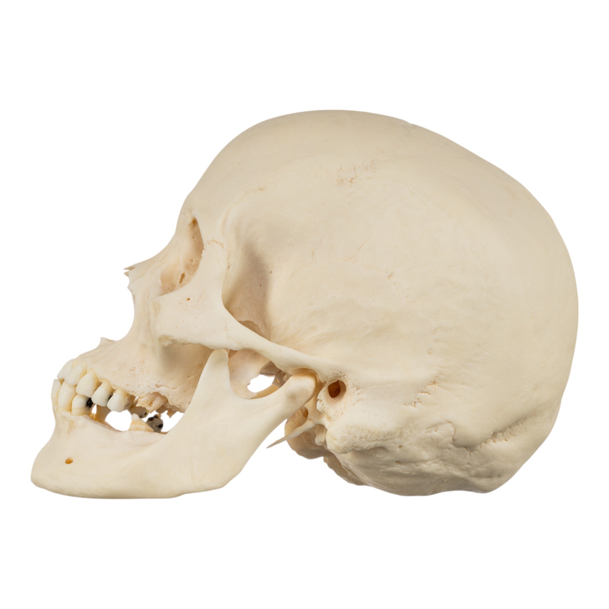 Premium Disarticulated Human Skeleton Model for Medical Education & Research | Anatomical Study, Classroom Demonstration & Laboratory Use