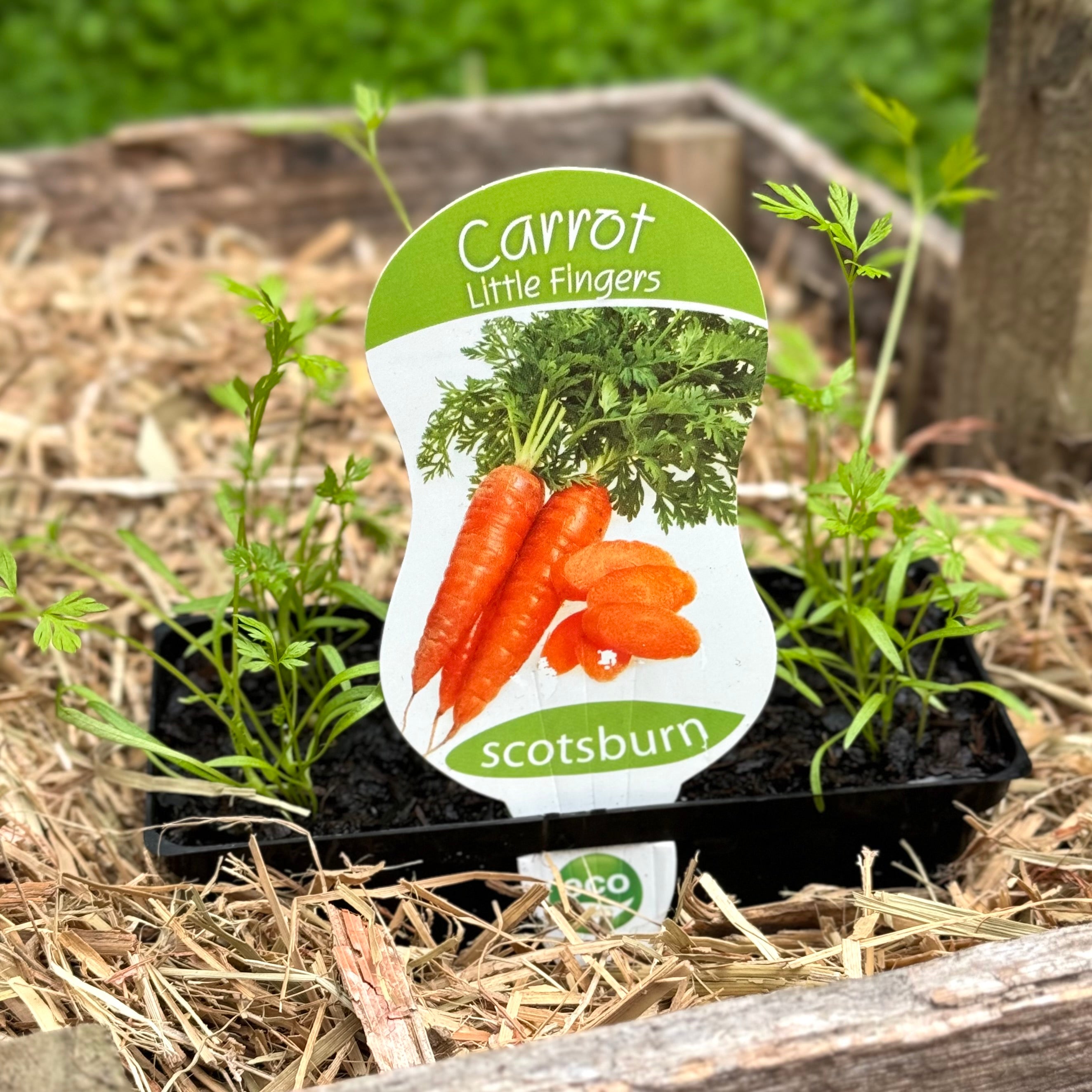 Organic Carrot 'Little Fingers' Seeds - Heirloom Non-GMO Mini Carrots for Home Gardening, Container Planting & Fresh Salads | Fast-Growing, Sweet & Crunchy Baby Carrots