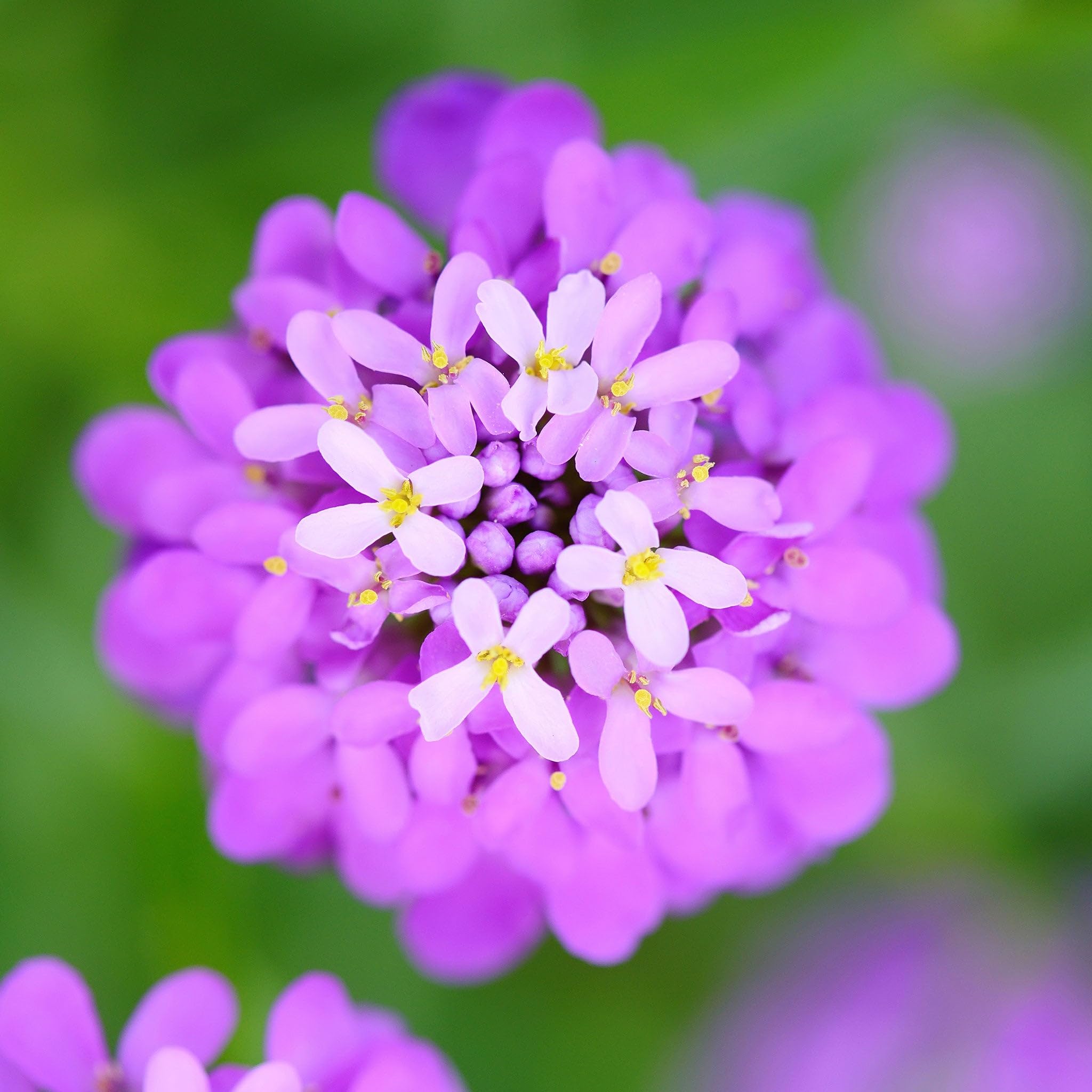 Eden Brothers Candytuft Seeds - Rose Cardinal | Perennial Flower Seeds for Garden, Borders & Landscaping | Attracts Pollinators & Enhances Outdoor Spaces
