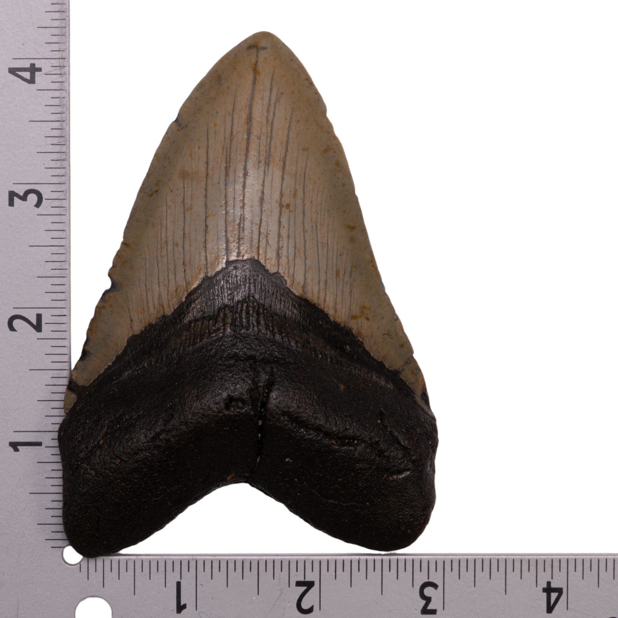 Genuine Megalodon Shark Tooth Fossil - Authentic Collector's Specimen for Home Decor, Jewelry Making & Educational Display