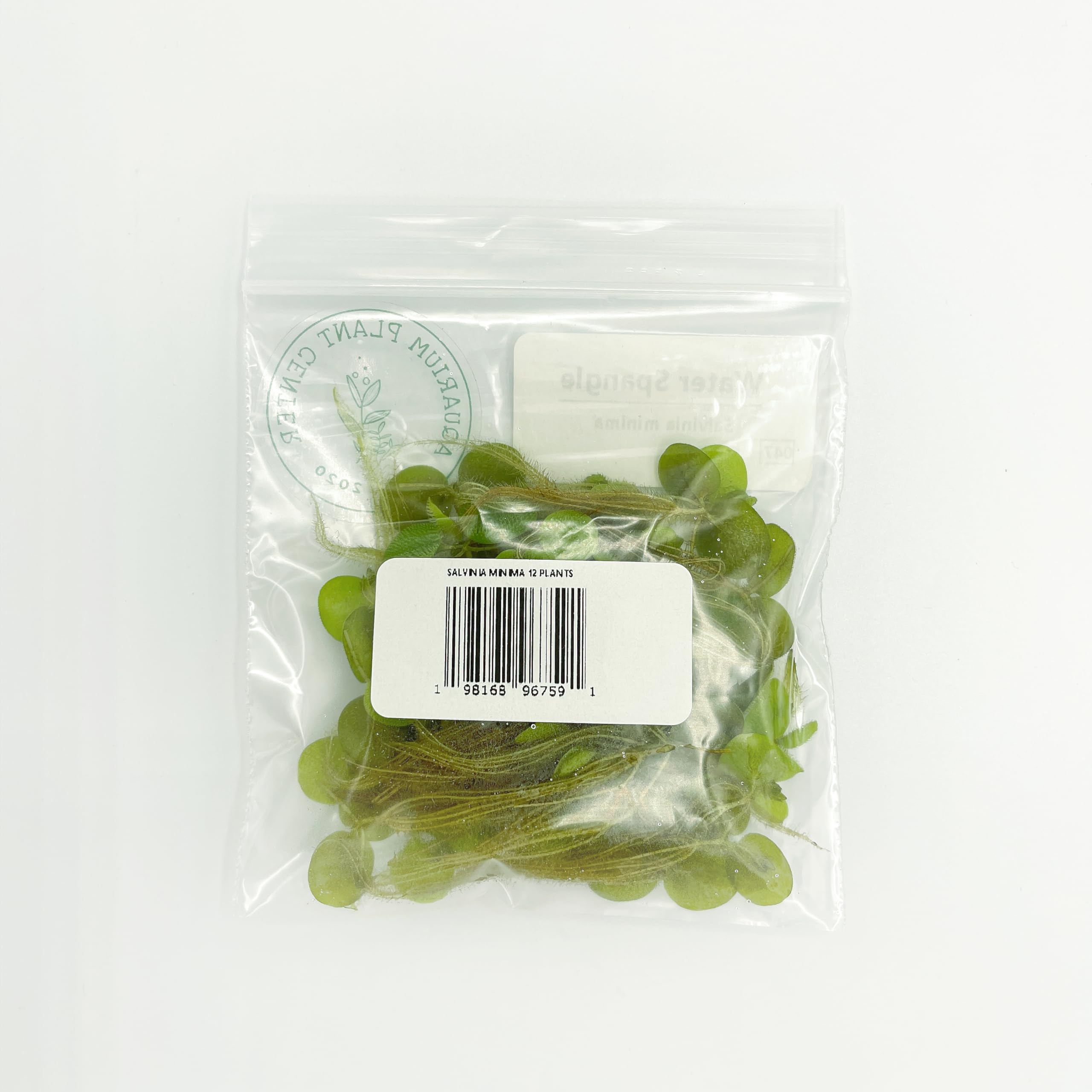 Salvinia Minima Floating Plants for Aquarium & Pond (12 Plants) - Aquascaping & Paludarium