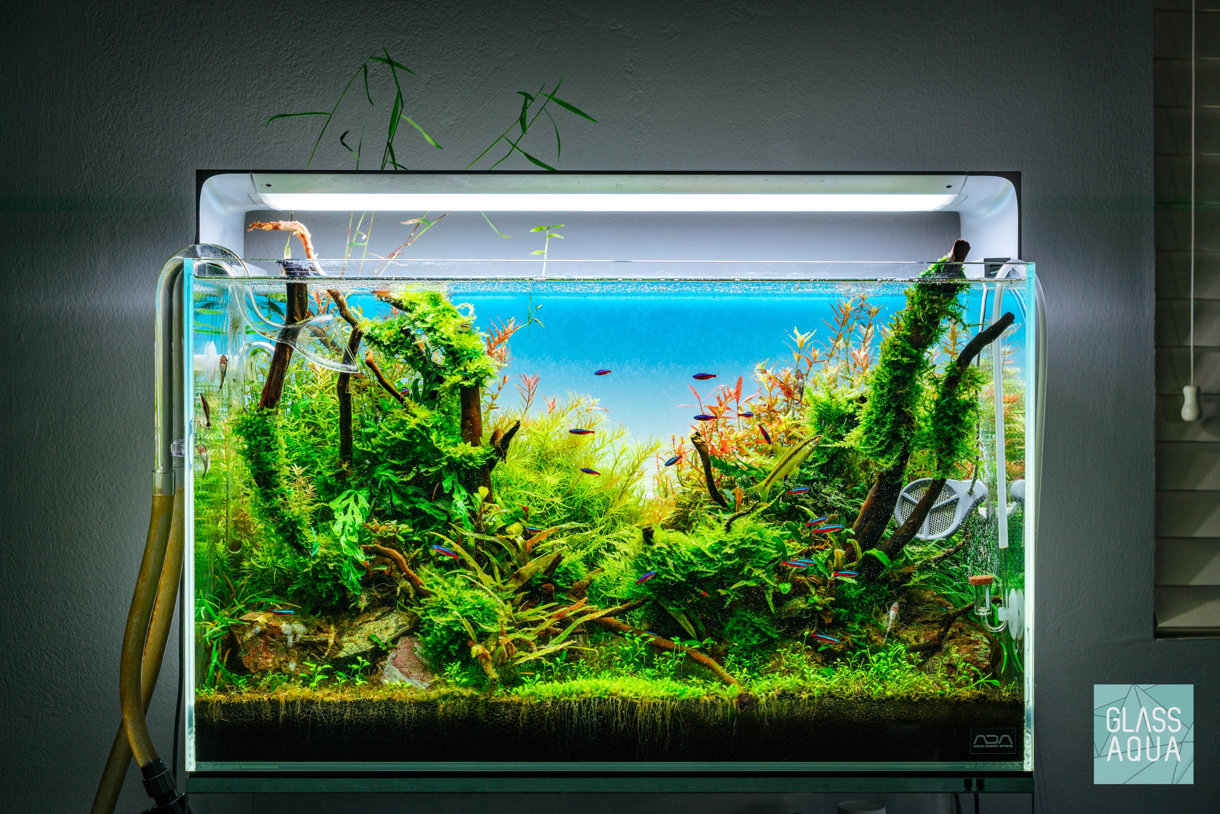 Mini Christmas Moss for Aquarium - Live Aquatic Plant for Fish Tank Decoration, Terrariums & Nano Tanks | Perfect for Shrimp Habitats & Natural Aquascaping