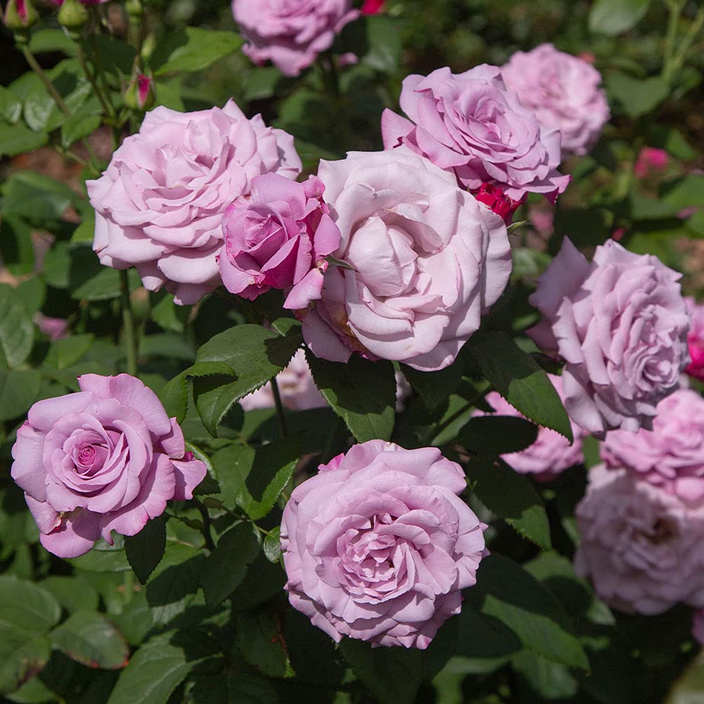 Heirloom Roses Neptune™ Purple Hybrid Tea Rose Bush - Live Outdoor Plant for Gardens, Landscaping & Home Decor