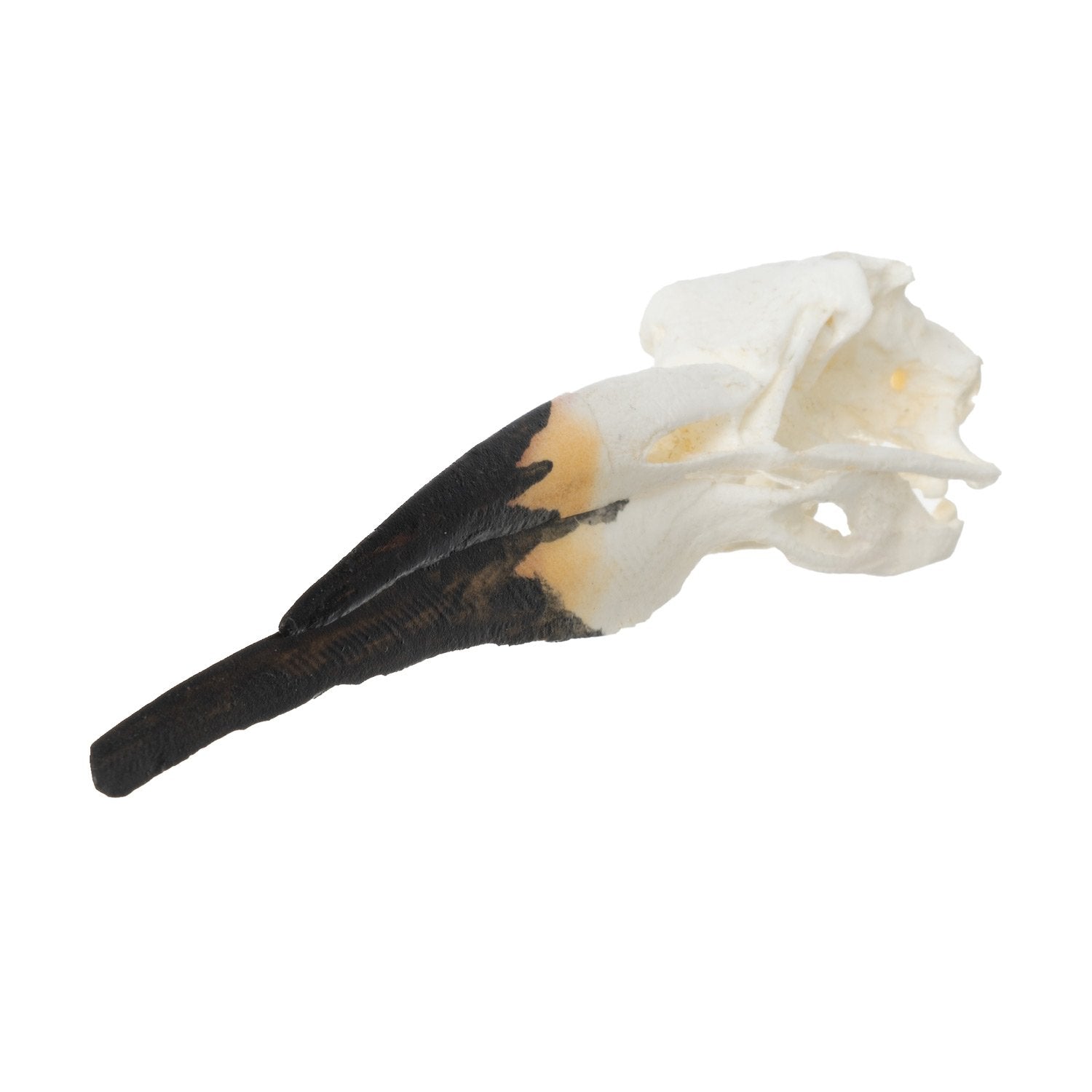 Authentic Black Skimmer Skull Replica - Gothic Decor, Halloween Prop, and Unique Home Accessory for Dark Aesthetic Enthusiasts