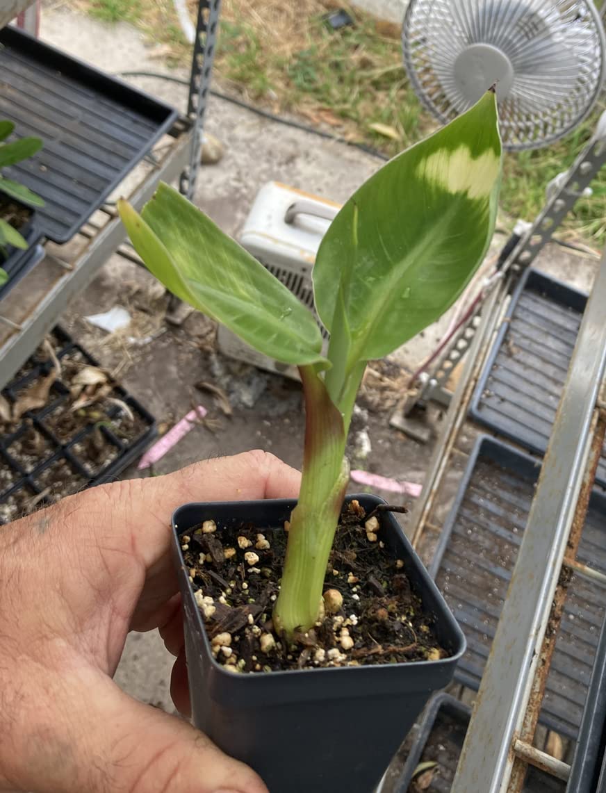 Dwarf Green Banana Live Plant - Musa Dwarf Green Banana Tree for Home Garden, Patio & Indoor Decor | Easy to Grow Tropical Fruit Plant