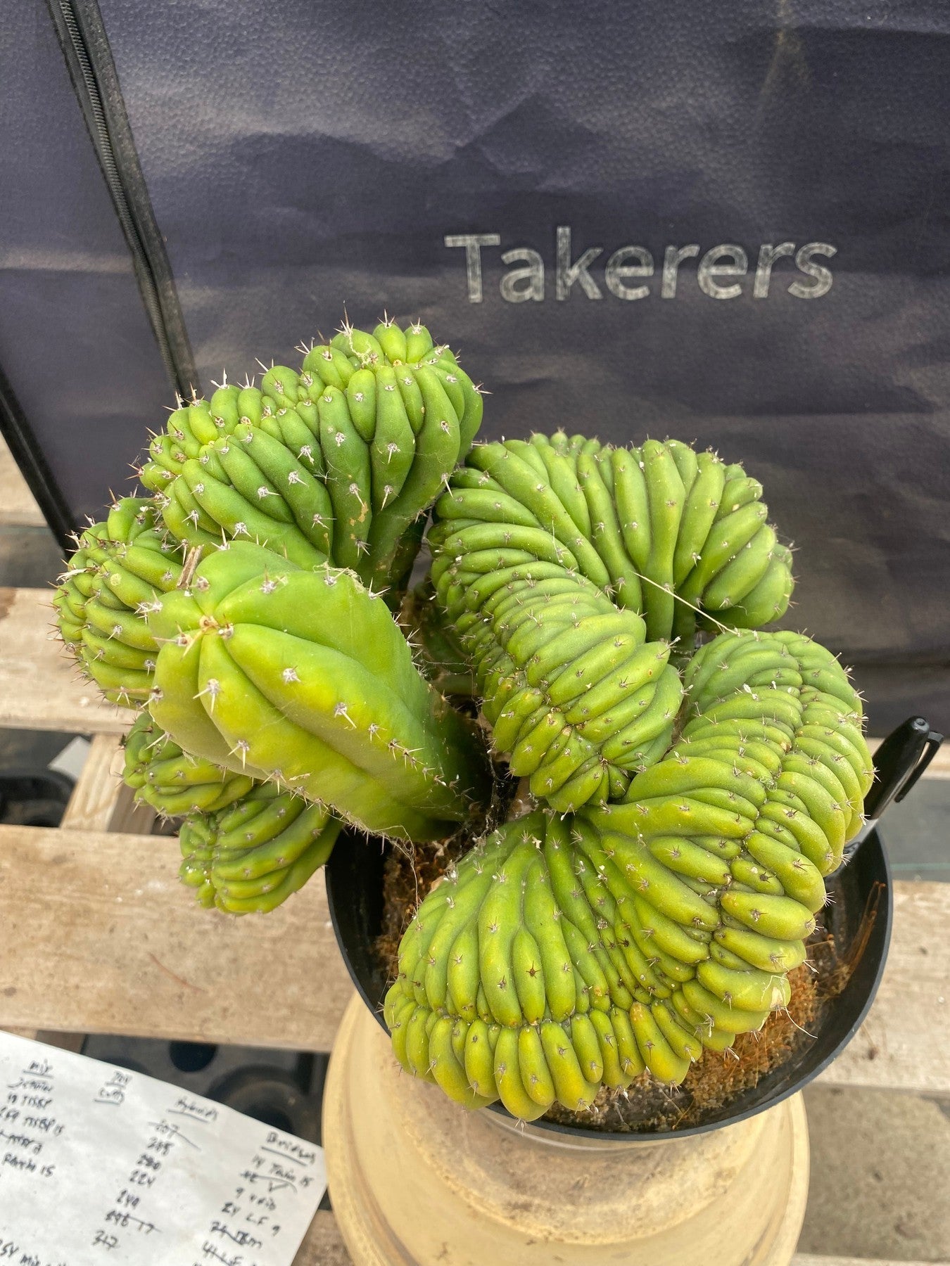 EC104 EXACT Trichocereus Pachanoi Crested TLC Ornamental Cactus - Rare Succulent for Home Decor, Office Desk & Garden Container Planting