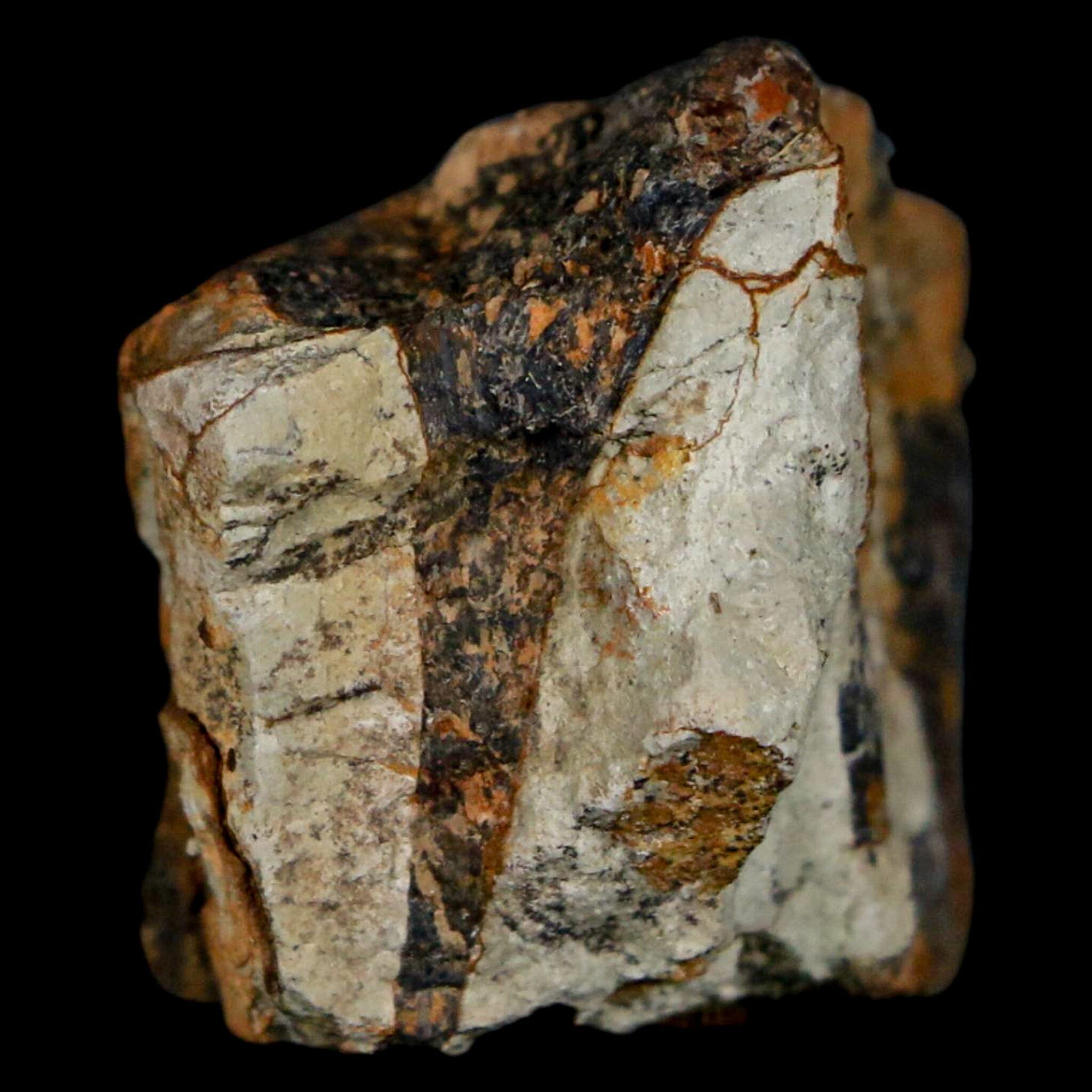 Authentic Stegosaurus Fossil Bone from Morrison Formation Wyoming - Jurassic Dinosaur Bone with COA - Perfect for Paleontology Collectors & Museum Displays