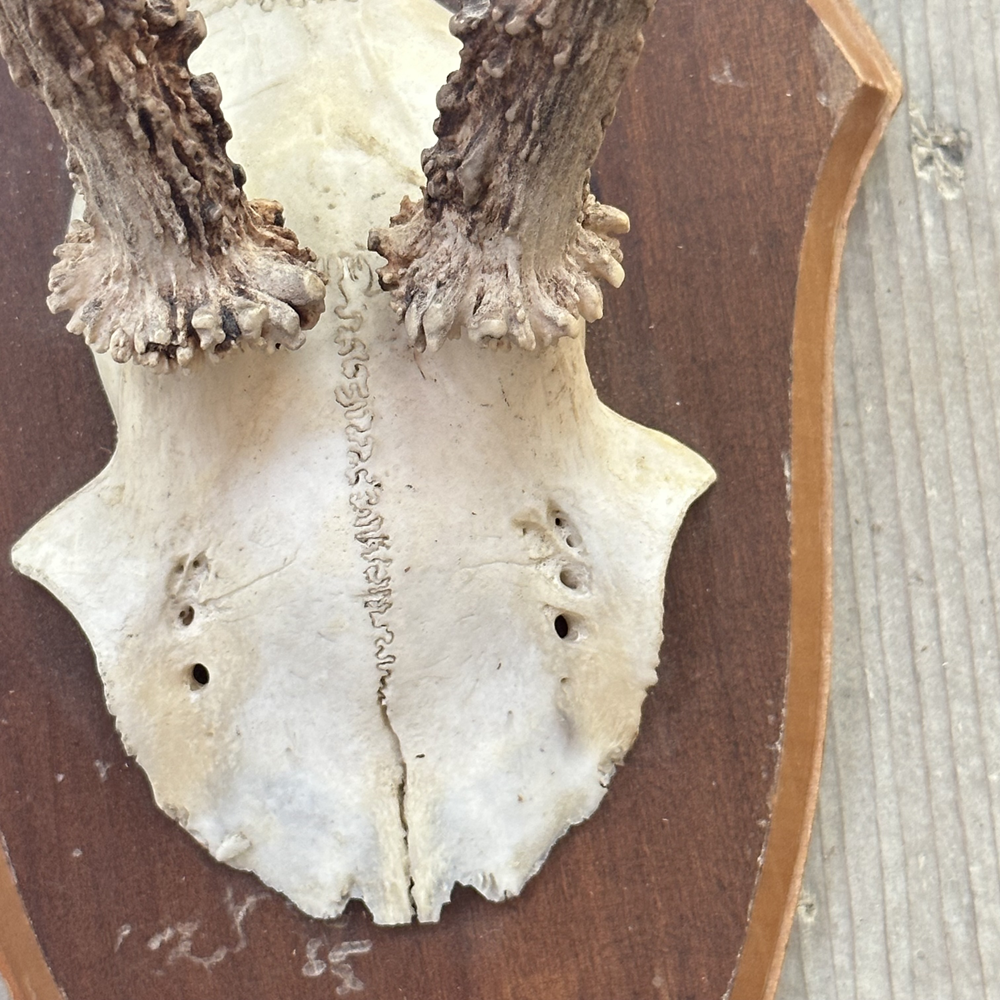 Premium Black Forest Antlers Mounted on Wooden Plaque - Handcrafted Deer Antler Decor for Hunting Lodge, Cabin & Rustic Home Decor - Perfect for Wall Display in Living Room, Office or Man Cave