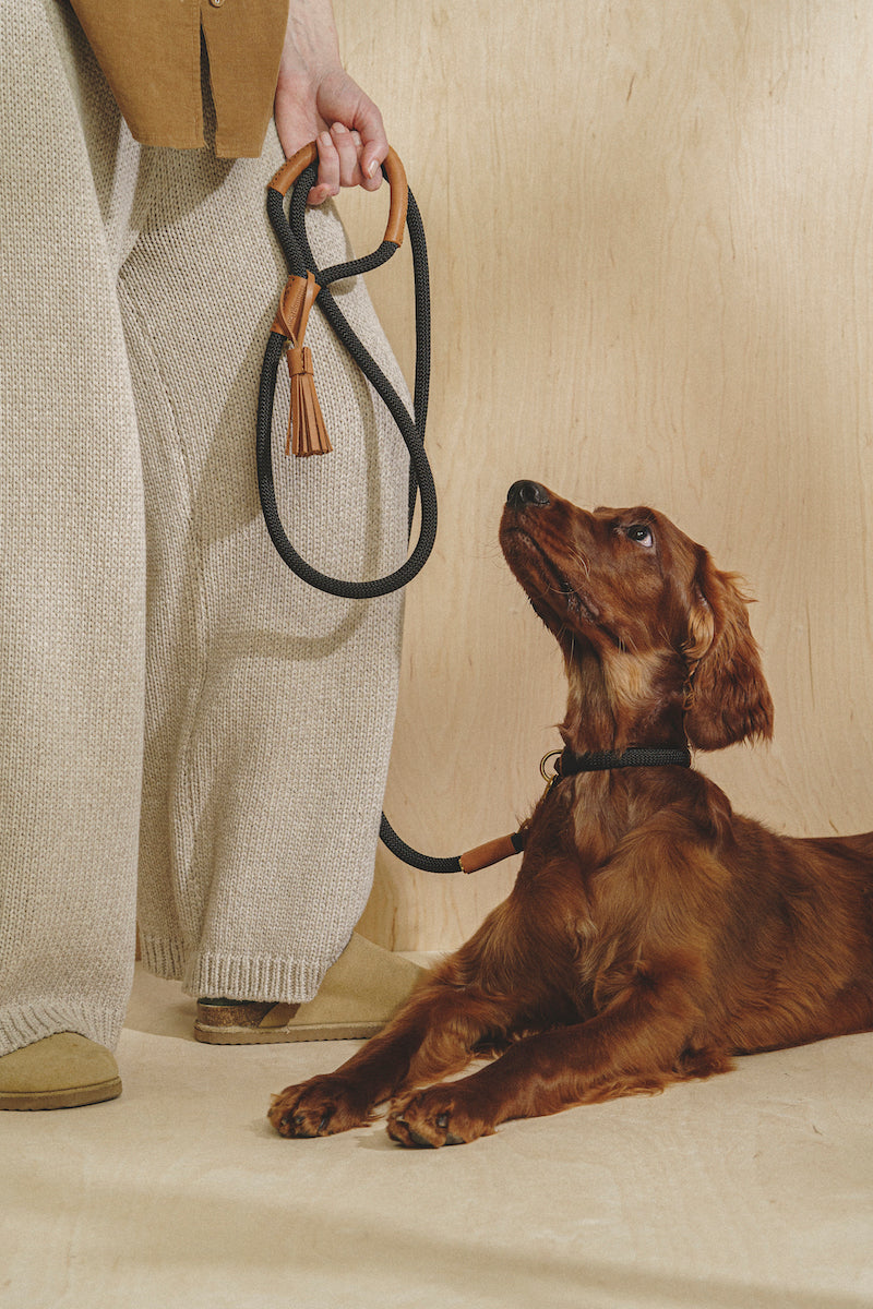 Premium Makarony Dark Rope Dog Leash and Ginger Collar Set - Durable Walking Kit for Small to Medium Dogs | Perfect for Daily Walks, Training, and Outdoor Adventures