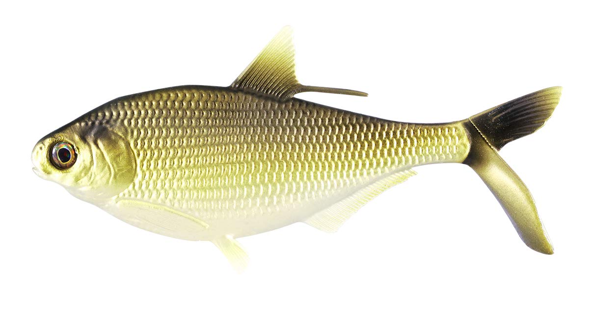 13 Fishing BAMF Shad Soft Swimbaits for Bass Fishing