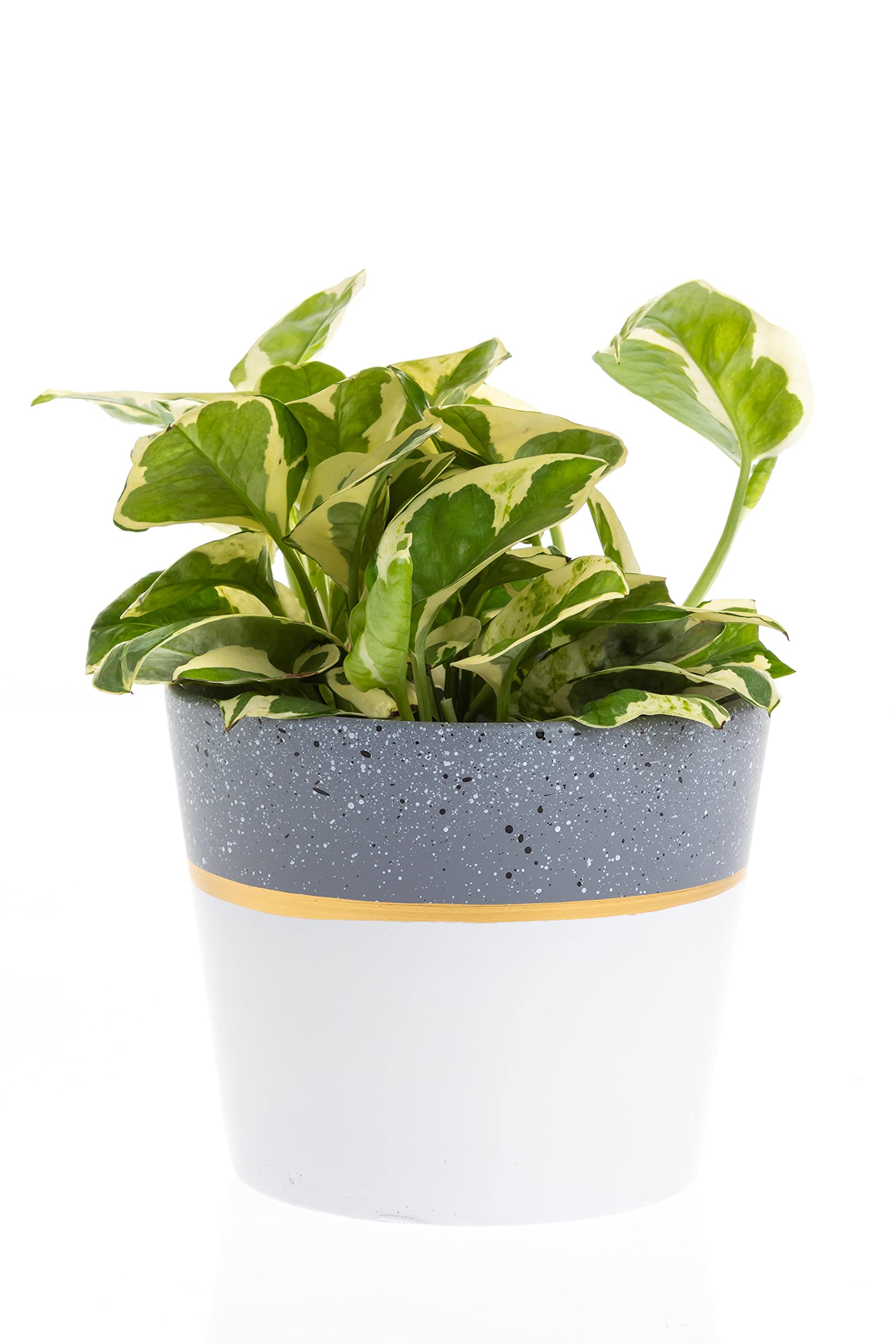 Modern Floral & Craft Chrissy Pot - 6