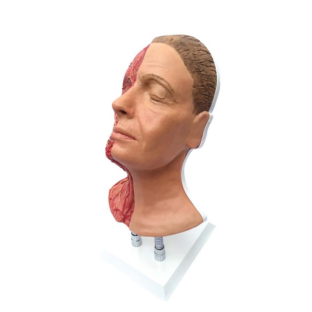 Professional Facial Injection Training Head with Detailed Muscles, Arteries & Nerves - Medical Anatomy Model for Botox, Dermal Filler & Cosmetic Procedure Practice