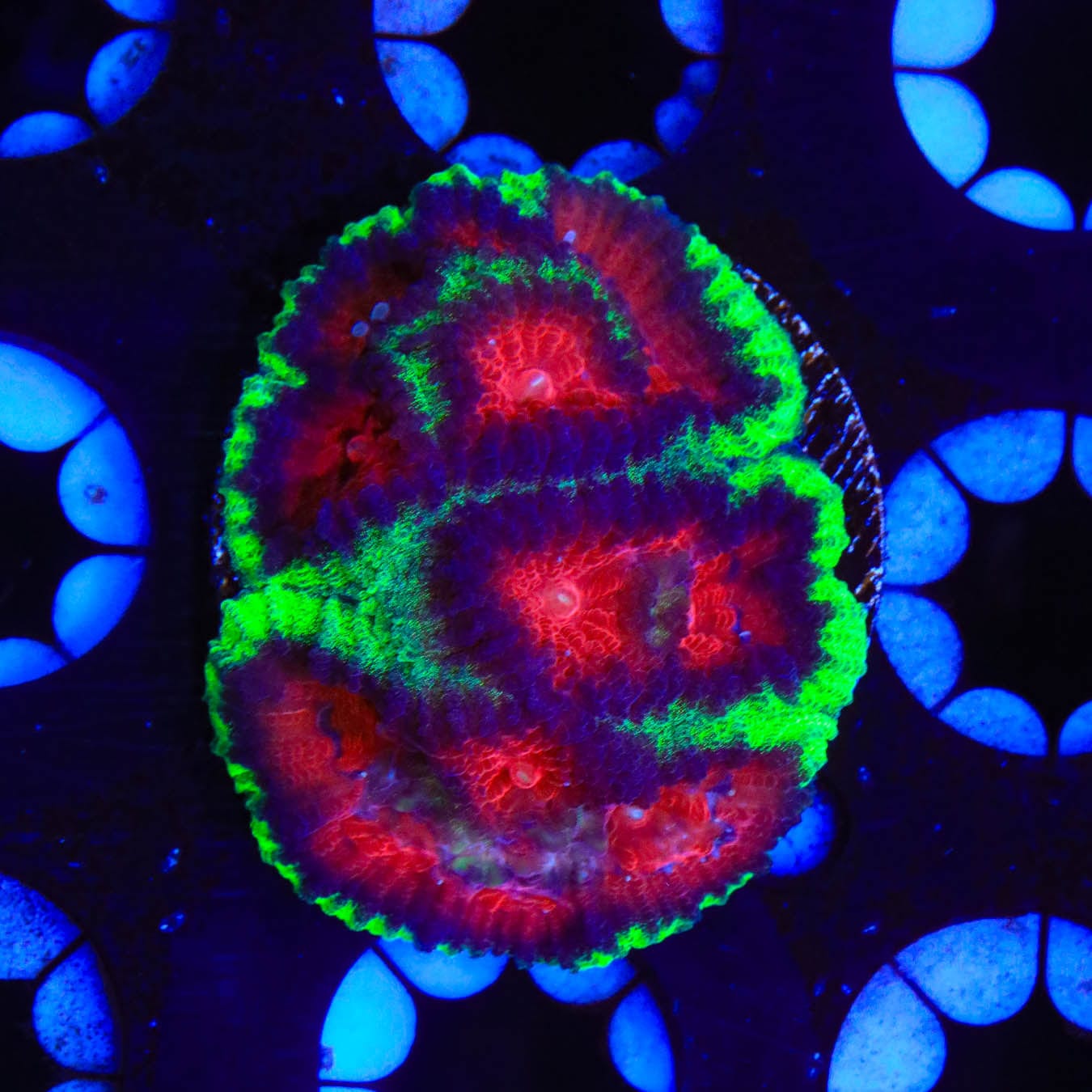 Premium Christmas Favia Coral for Saltwater Aquariums - Vibrant Red & Green LPS Coral for Reef Tanks - Perfect for Coral Fragging and Marine Aquascaping