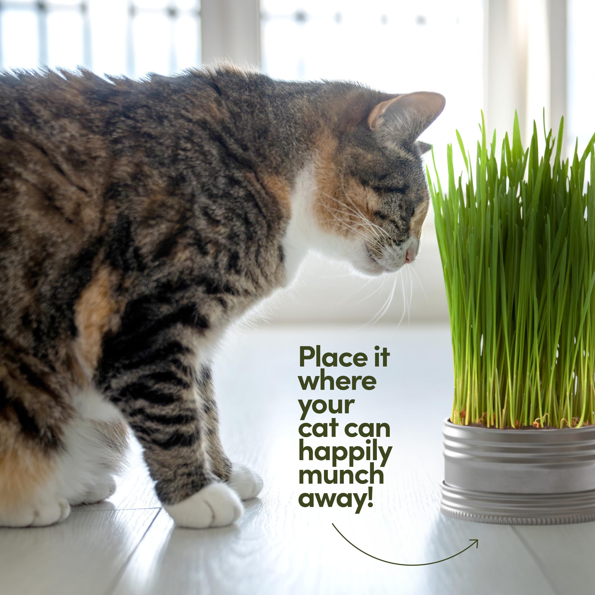 Organic Cat Grass Growing Kit for Indoor Cats - 3 Pack with Premium Seeds & Soil - Healthy Pet Grass Planter for Digestive Health - Perfect Gift for Cat Lovers (Use for Play, Digestion & Stress Relief)