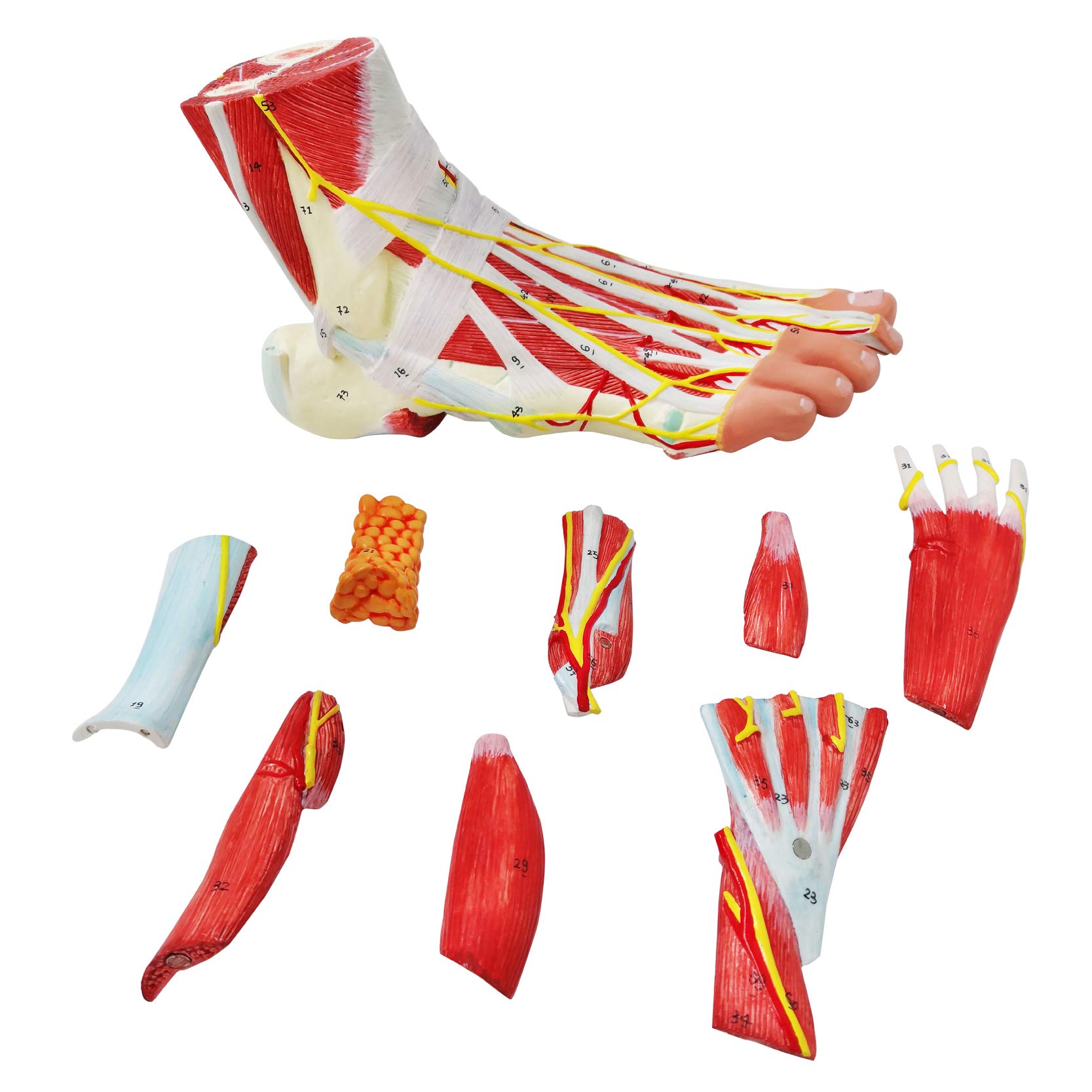 9-Part Anatomical Foot Model - Detailed Human Foot Bones, Muscles, Ligaments, Nerves & Blood Vessels with 81 Digital Markers | Medical Education, Physical Therapy & Classroom Learning Tool