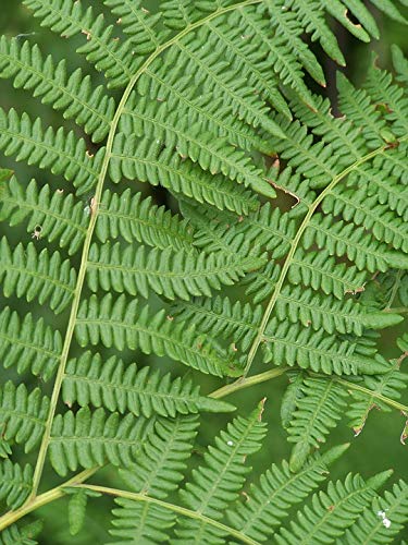 20x30 Inch Green Forest Fern Foliage Laminated Wall Poster - Vibrant Colors & HD Print - Perfect for Living Room, Bedroom or Office Decor - Fits Standard Frames