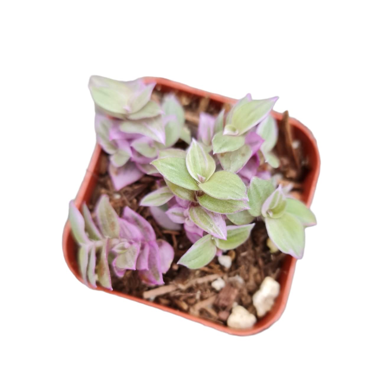 Live Wandering Jew Plants (Callisia Repens 'Pink Panther') - 2 Inch Pot - Rare Pink Variegated Houseplant for Home Decor, Office Desk & Indoor Gardening
