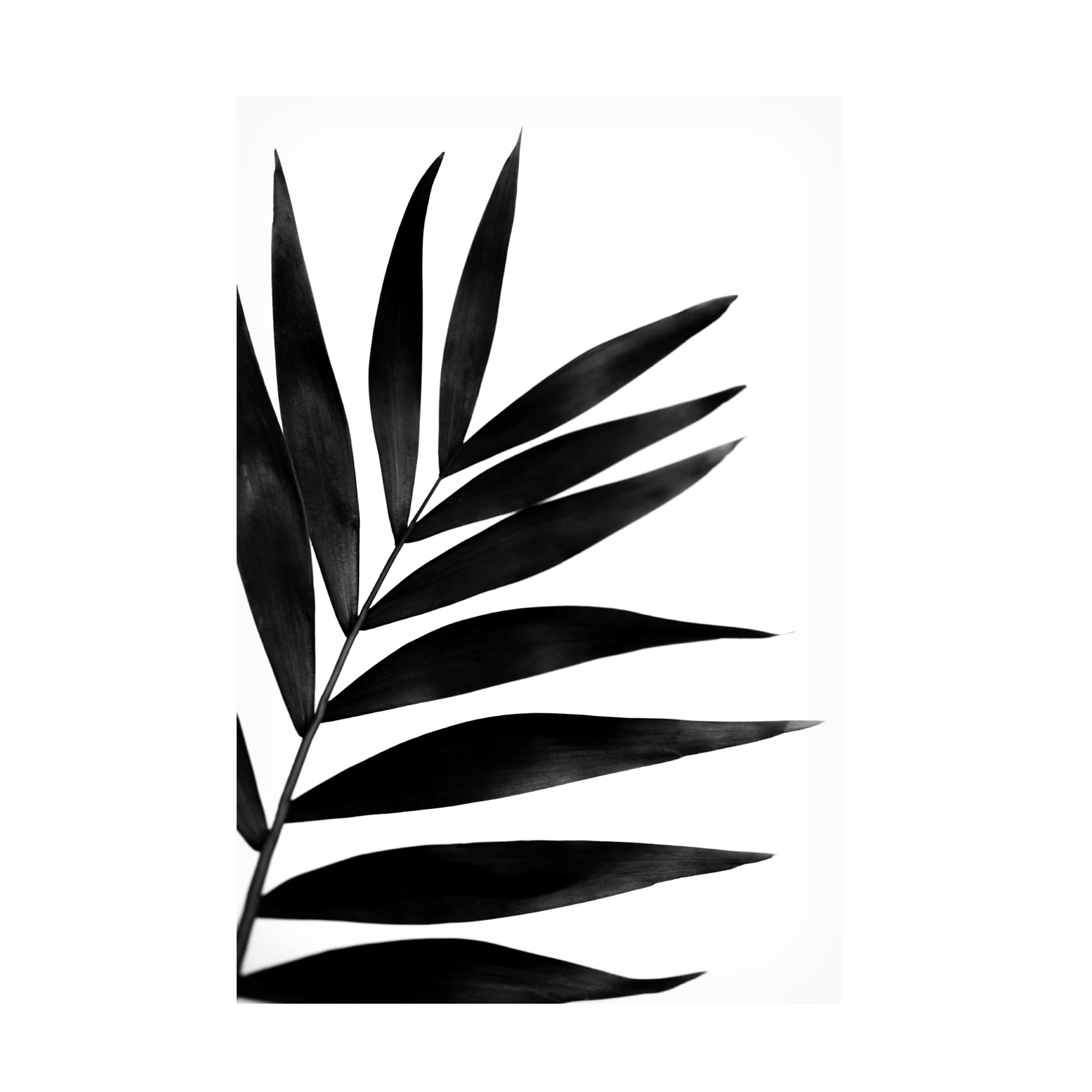 Renee W Stramel 'Black Palms I' Canvas Wall Art Print - Tropical Beach Decor for Living Room, Bedroom & Office - Modern Botanical Painting by Trademark Fine Art