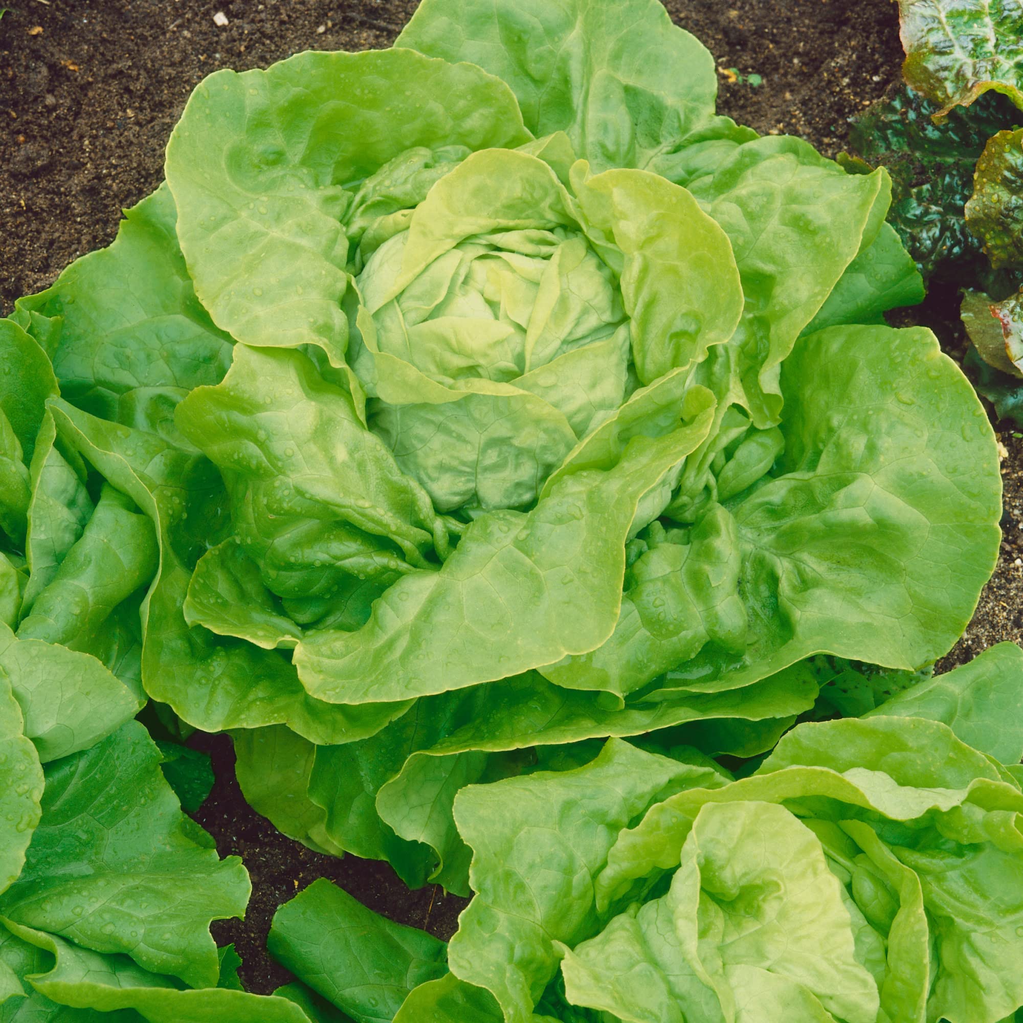 Premium Non-GMO Heirloom Butterhead Lettuce Seeds (Lactuca Sativa) - 5 Lb Bulk Pack ~2,000,000 Seeds - Perfect for Home Vegetable Gardens, Hydroponics & Commercial Farming