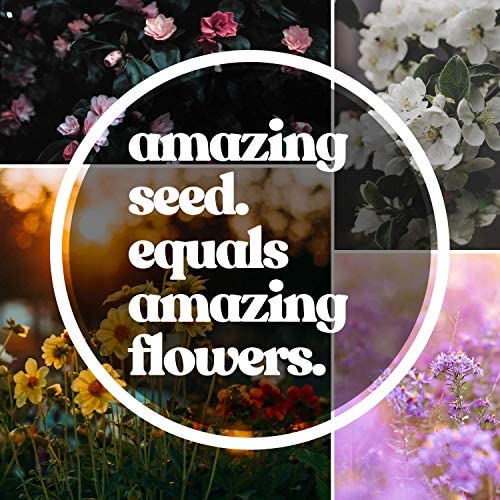 All Annual Wildflower Mix Seeds for Planting - 1 Lb ~16,000+ Seeds - 21 Varieties Including California Poppy, Indian Blanket & Scarlet Flax - Attracts Bees & Butterflies - Bulk Wildflower Seeds for Gardens, Meadows & Pollinator Habitats