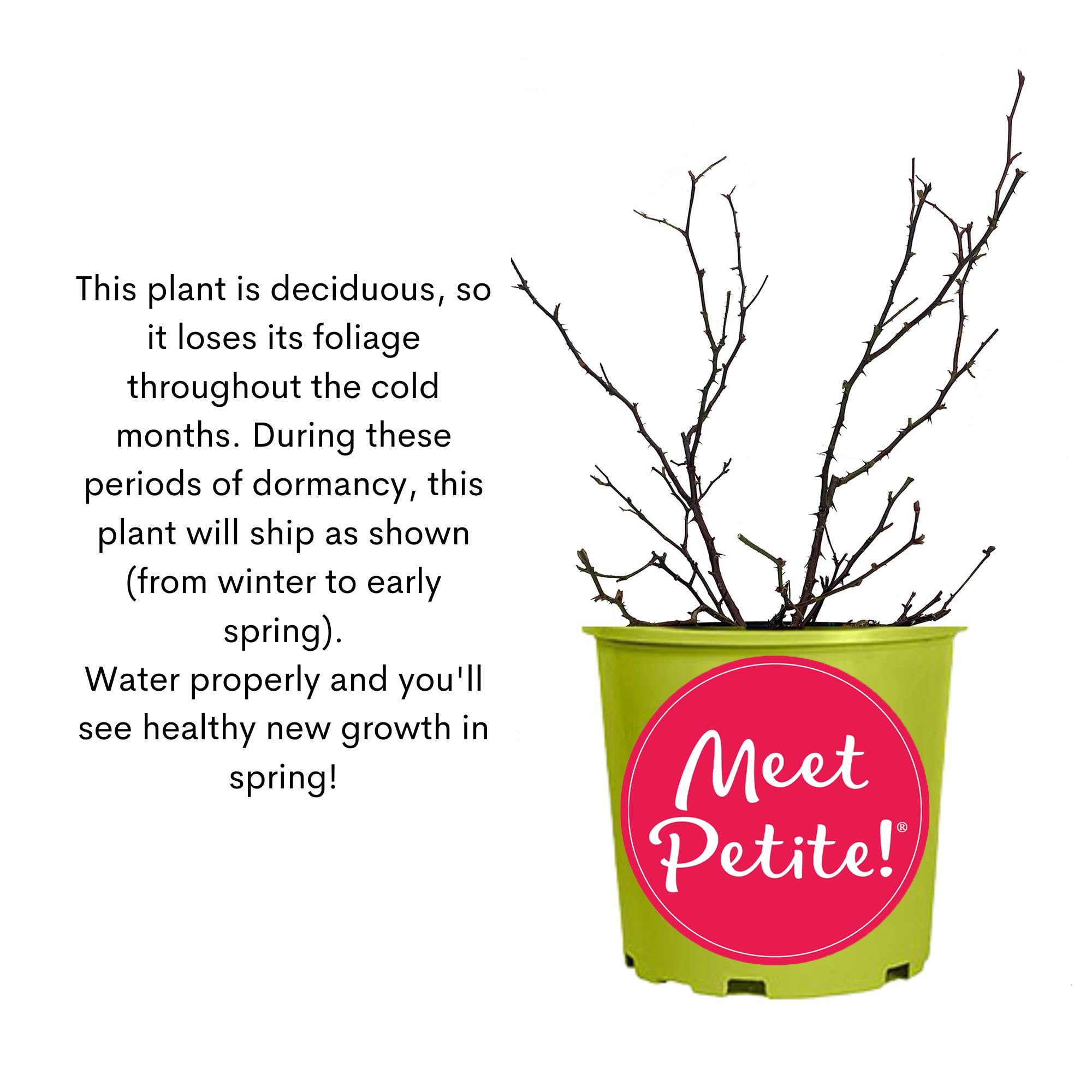 6 Qt Petite Rose Bush with Vibrant Red Blooms - Perfect for Garden Borders, Patio Decor & Gift Giving