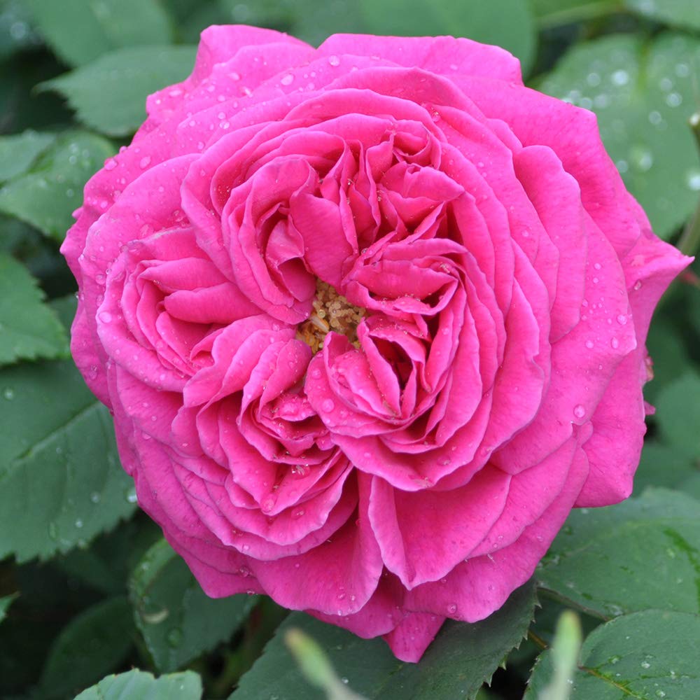Mme Isaac Pereire Purple Rose Bush - Heirloom Bourbon Roses Live Plant for Outdoor Garden Planting, Landscaping & Home Decor