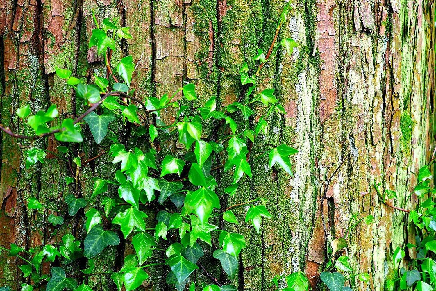 50 Japanese Ivy Seeds for Planting - Easy to Grow Creeping Ivy Vine - Fast Growing Evergreen Ground Cover - Perfect for Garden Walls, Fences & Landscaping - Ships from Iowa, USA