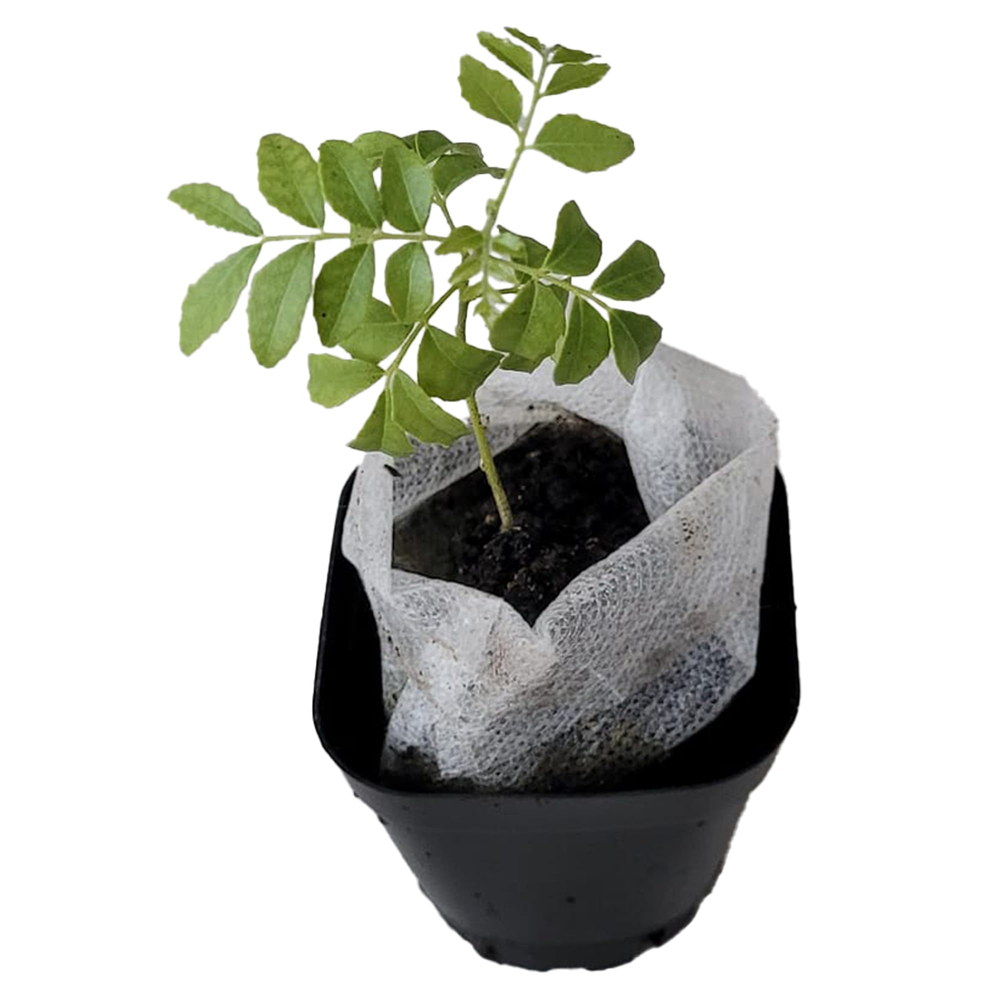 Curry Leaf Plant (Murraya Koenigii) - Live Fragrant Edible Herb for Indian Cooking | Easy to Grow Indoor/Outdoor | Perfect for Curry, Chutneys & Ayurvedic Recipes