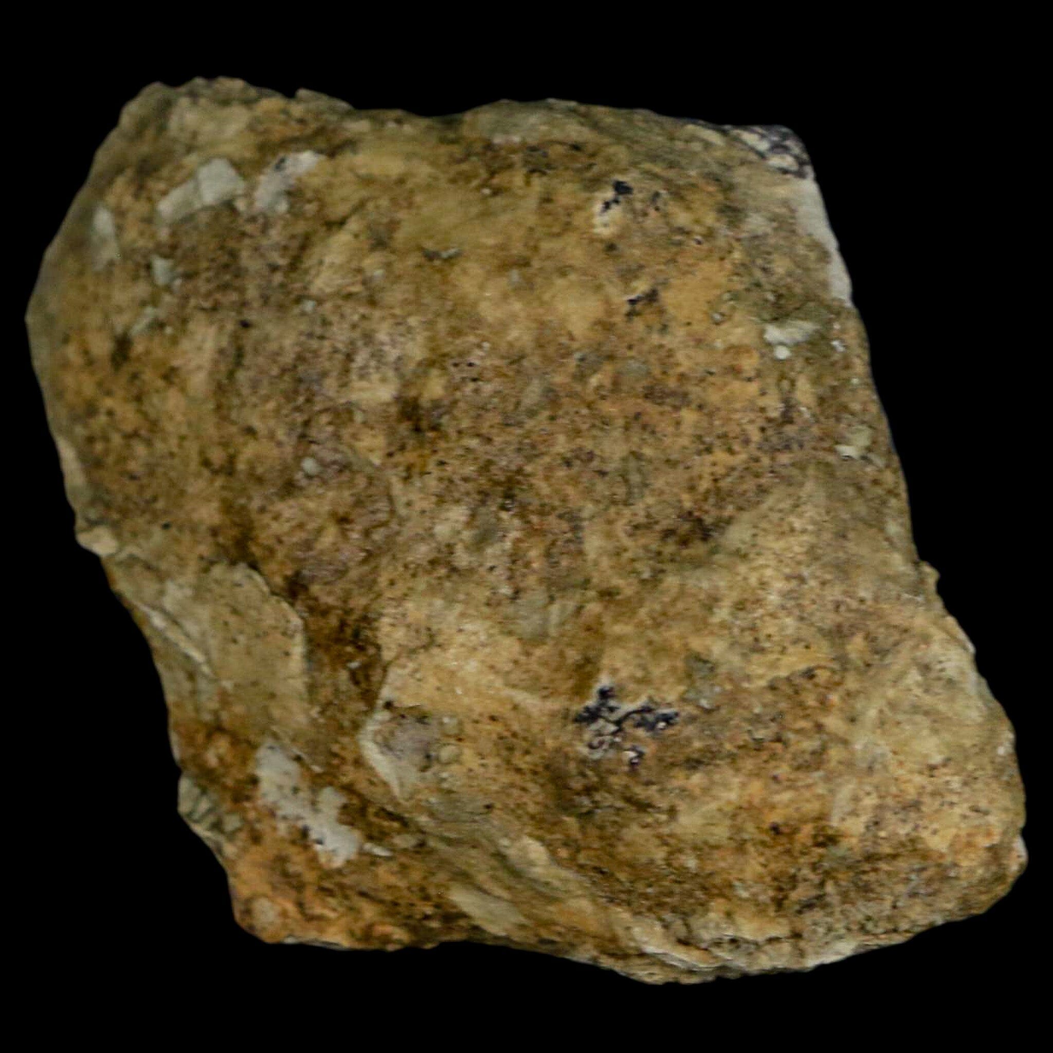Authentic Stegosaurus Fossil Bone from Morrison Formation Wyoming - Jurassic Dinosaur Fossil with COA - Perfect for Paleontology Collectors & Dinosaur Enthusiasts