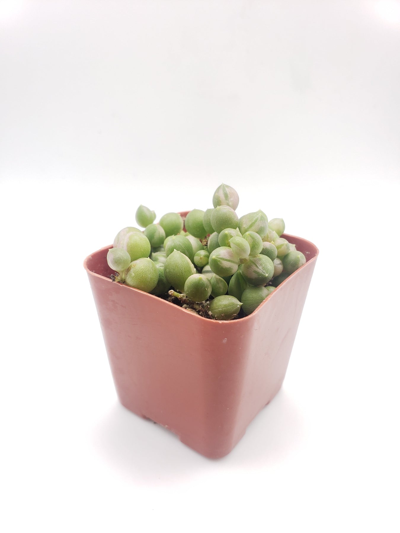Variegated String of Pearls Succulent Plant - Live Rare Senecio Rowleyanus for Home & Office Decor, Hanging Basket, Wedding Centerpiece