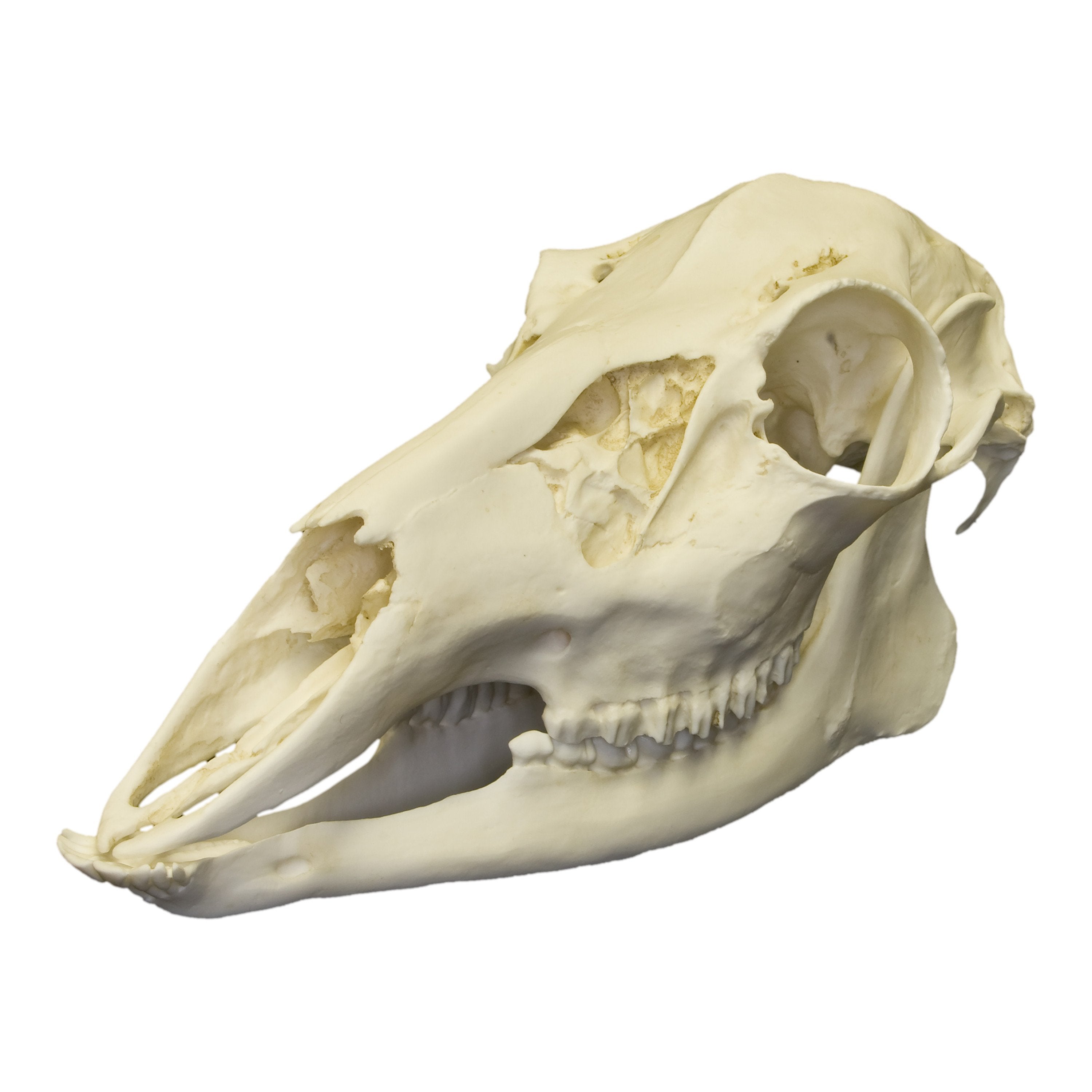 Replica Female White-Tailed Deer Skull - Lifelike Taxidermy Decor for Hunting Lodge, Cabin & Gothic Home Decor | Halloween & Nature-Themed Displays