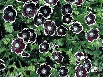 Pennie Black 100 Flower Seeds - Nemophila Discoidalis Shade Loving Plants for Garden, Balcony & Landscaping | Perfect for Shady Areas & Outdoor Decor