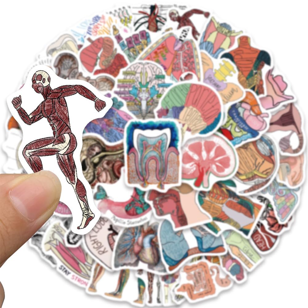 50Pcs Human Body Anatomy Stickers - Waterproof Vinyl Decals for Water Bottles, Laptops, Bikes & More - Perfect for Medical Students, Science Lovers & DIY Decor (Classroom, Home, Office Use)