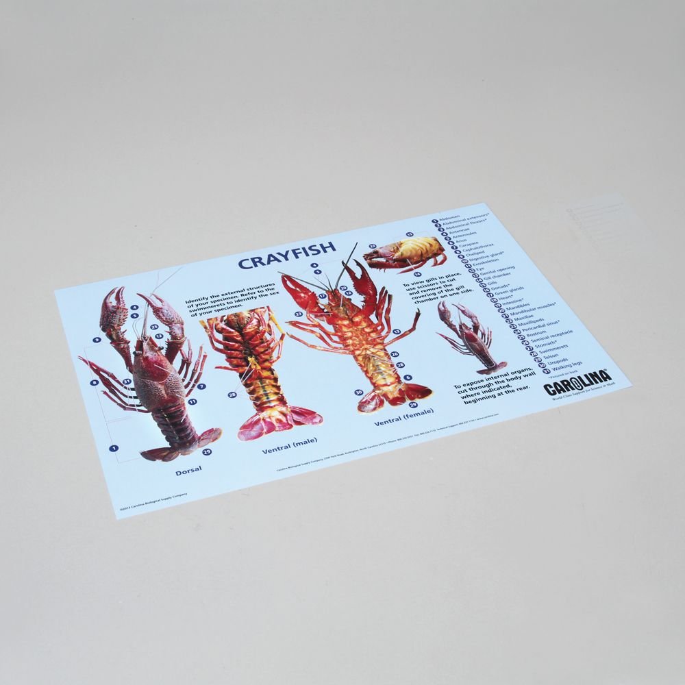 Premium Carolina Crayfish Dissection Mat - Durable Biology Lab Equipment for Science Classrooms & Homeschool Learning | Perfect for High School Anatomy Studies & Marine Biology Experiments