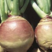 Seed Kingdom - 4,000 Purple Top Rutabaga Heirloom Vegetable Seeds for Planting | Non-GMO, High Germination Rate | Perfect for Home Gardens, Farm Planting & Organic Farming