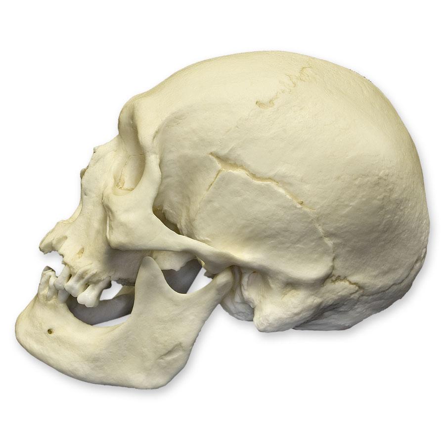 Authentic Polynesian Male Human Skull Replica - Perfect for Halloween Decor, Anthropology Studies, and Collectors Display