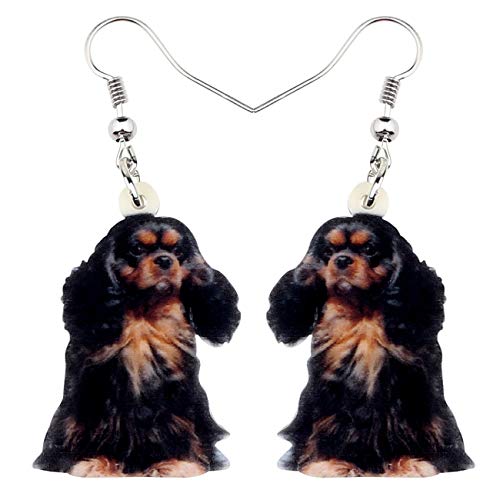 Cavalier King Charles Black