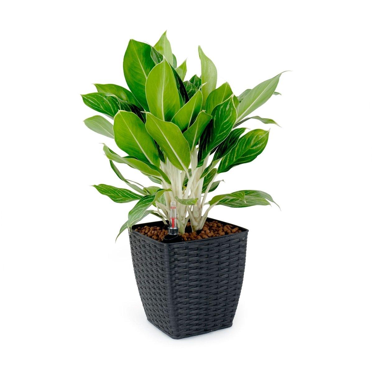 DTY Signature 2-Pack Self-Watering Planters - Handwoven Wicker Square Plant Pots for Indoor/Outdoor Decor - Perfect for Home, Office, and Garden Use