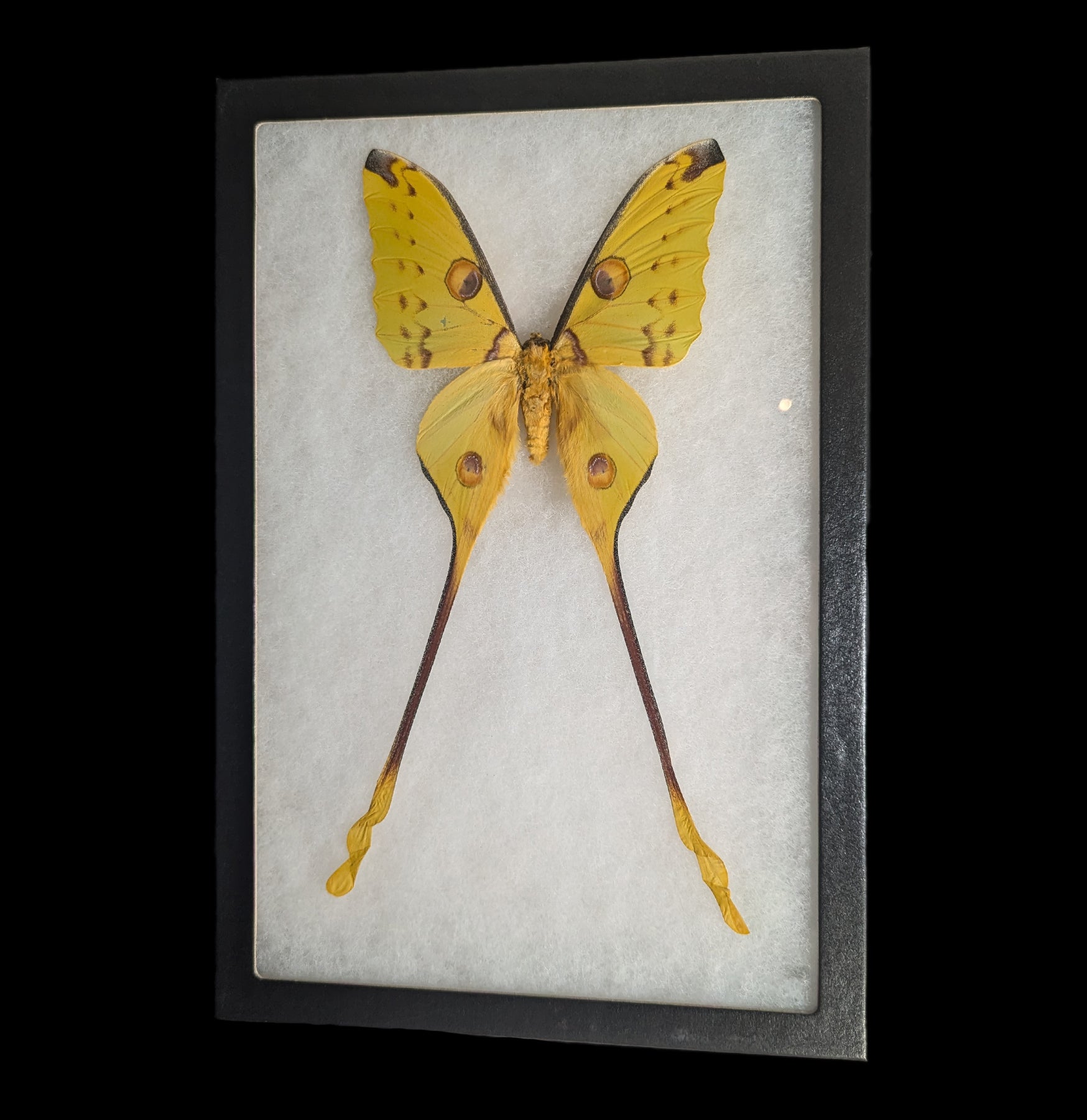 Riker Mounted Male Comet Moth Specimen - Premium Entomology Display for Home Decor, Classroom Education & Nature Enthusiasts