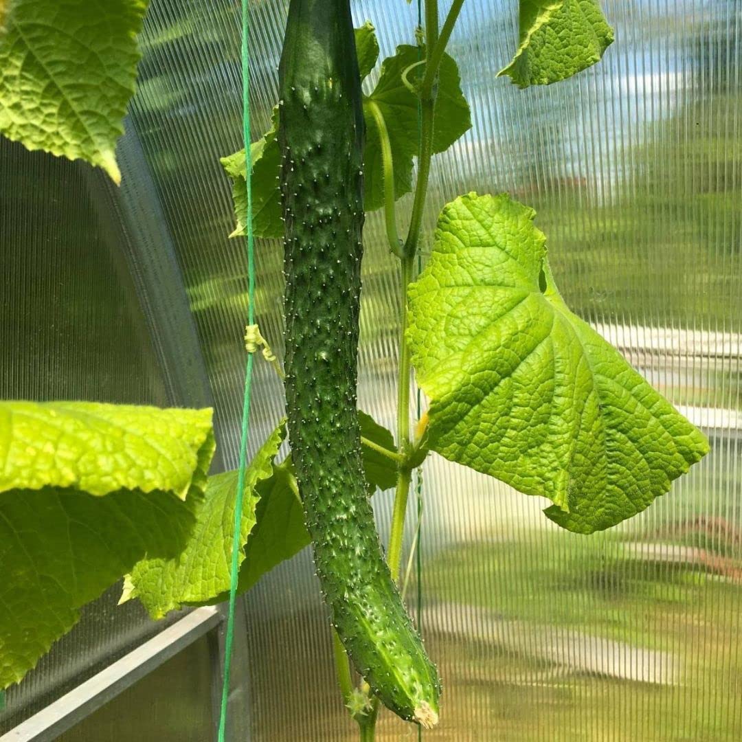 Premium Korean Cucumber Seeds for Planting - Non-GMO, 15 Seeds per Pack - Fresh Home Garden Vegetable Seeds for Salads, Pickling & Healthy Snacks