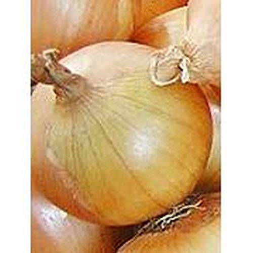 Texas Early Grano Onion Seeds - Big, Sweet & Tasty (200 Seeds) for Home Gardening, Cooking & Fresh Salads