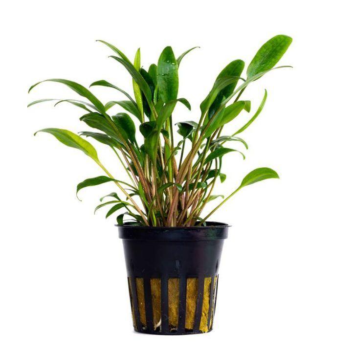 TCulture Cryptocoryne Lucens Aquatic Plant (Potted) - Perfect for Aquascaping, Freshwater Aquariums & Fish Tanks