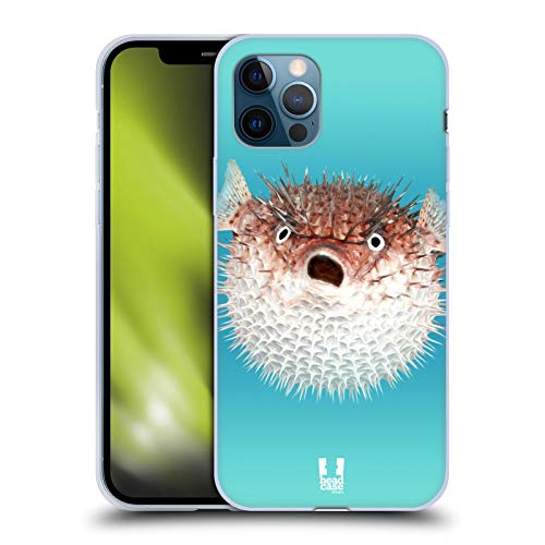 Frontal View Of Porcupinefish
