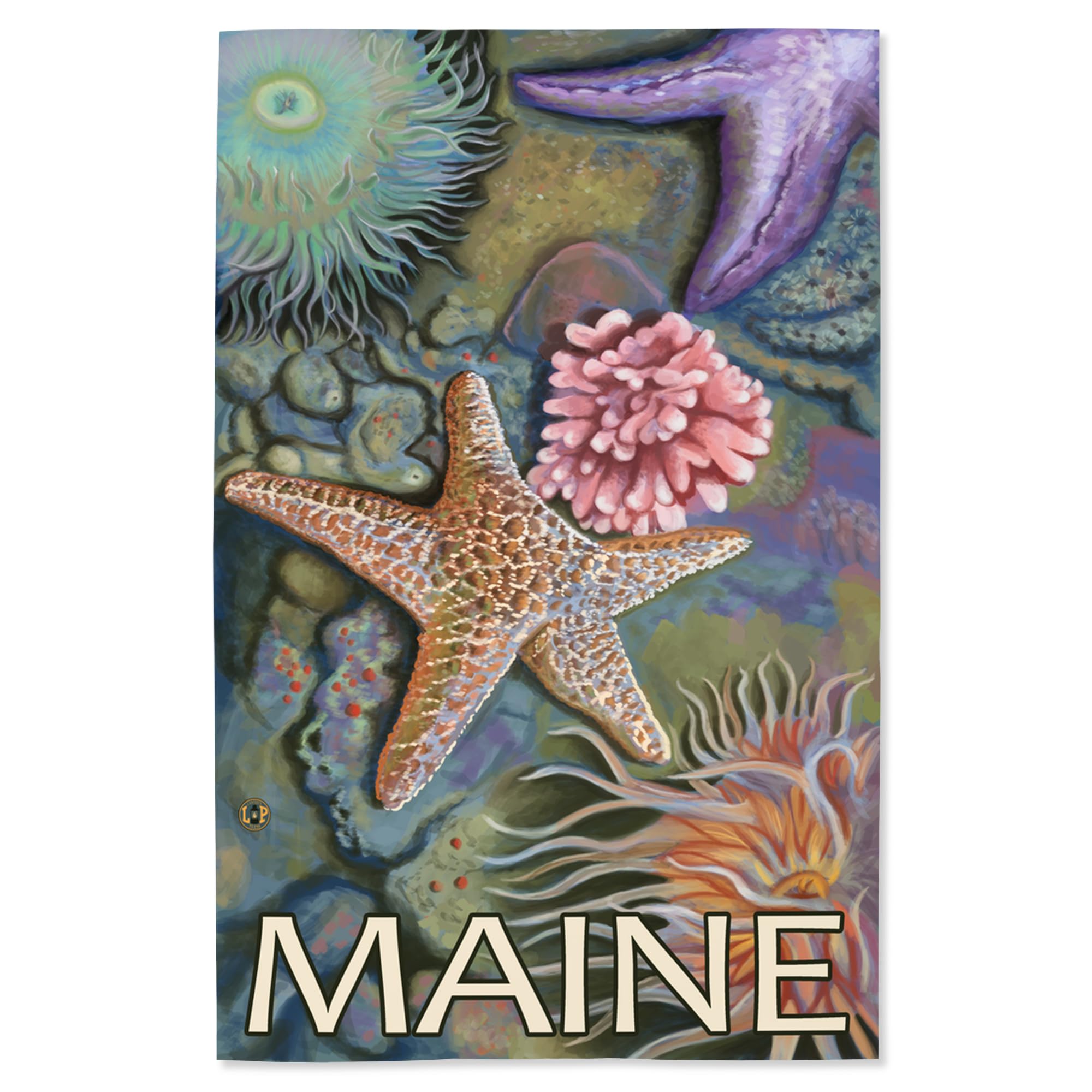 Lantern Press 16x24 Inch Giclee Art Print - Coastal Maine Tidepool Wall Decor - Premium Canvas Wall Art for Living Room, Bedroom & Office