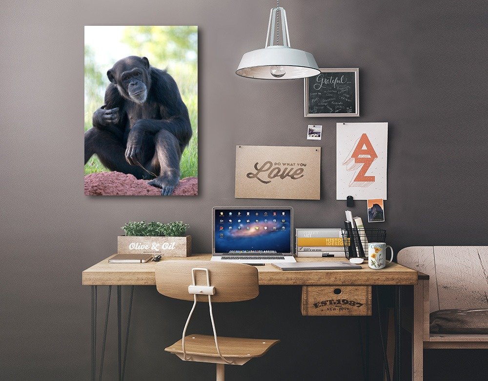 Lantern Press Chimpanzee Wall Art - 16x24 Wrapped Canvas Print for Home & Office Decor - Perfect for Living Room, Bedroom or Gift