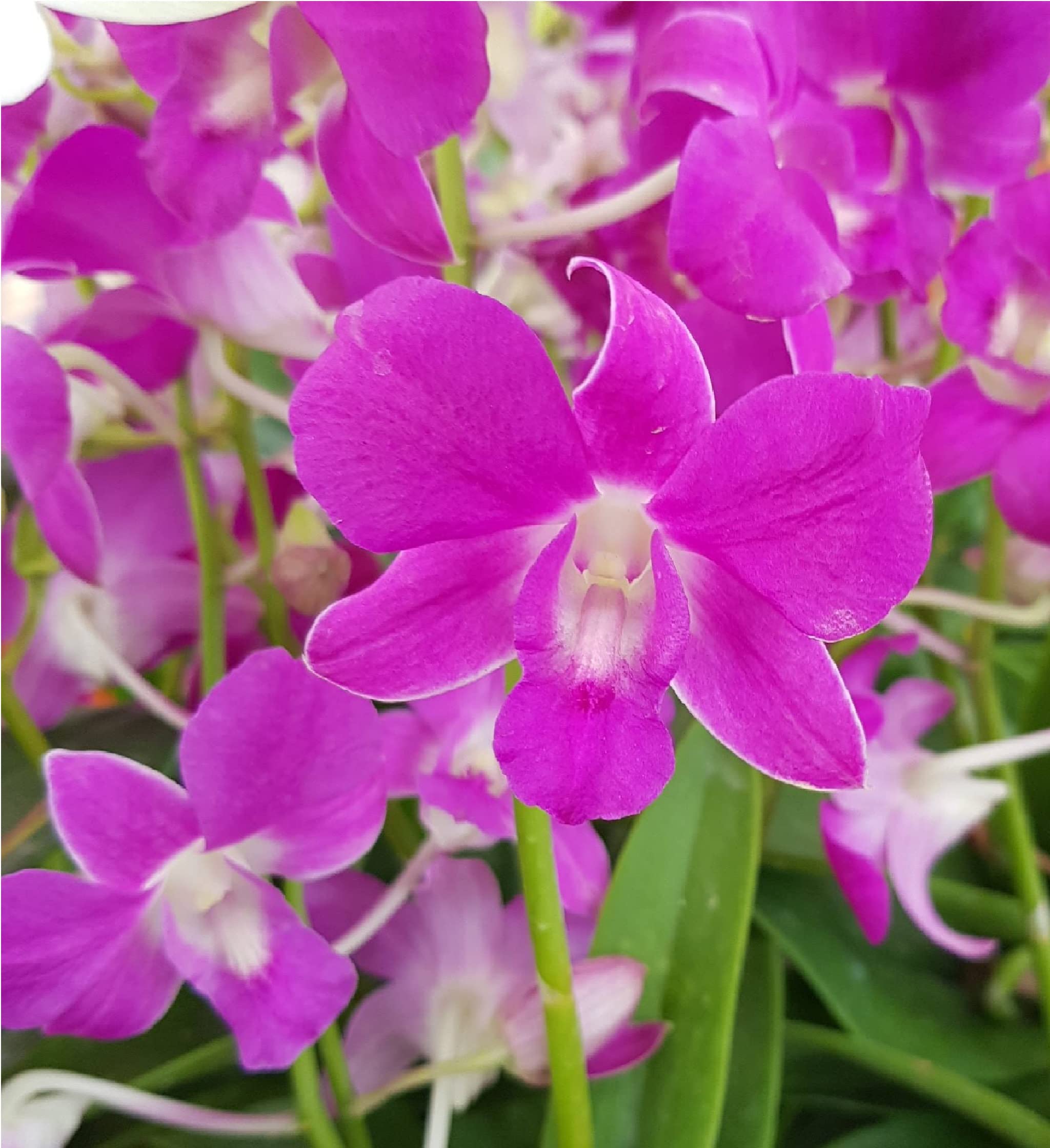 Hawaiian Dendrobium Orchid Starter Plants - 3 Pack F3 for Home Garden, Office Decor & Gift Giving