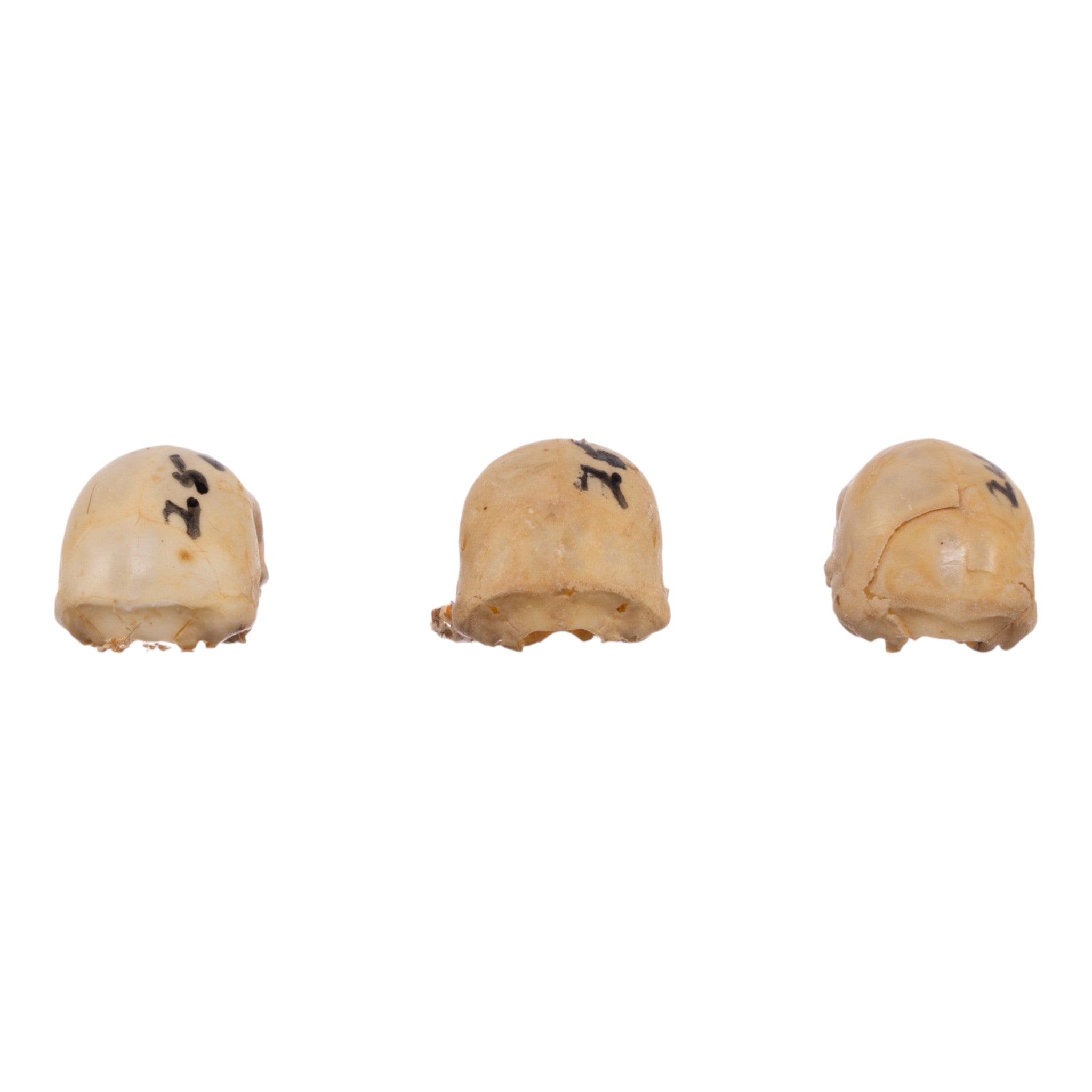 Authentic Seba's Short-Tailed Bat Skull Specimen - Real Bone Taxidermy for Science & Collectors | Perfect for Halloween Decor, Gothic Display & Biology Education