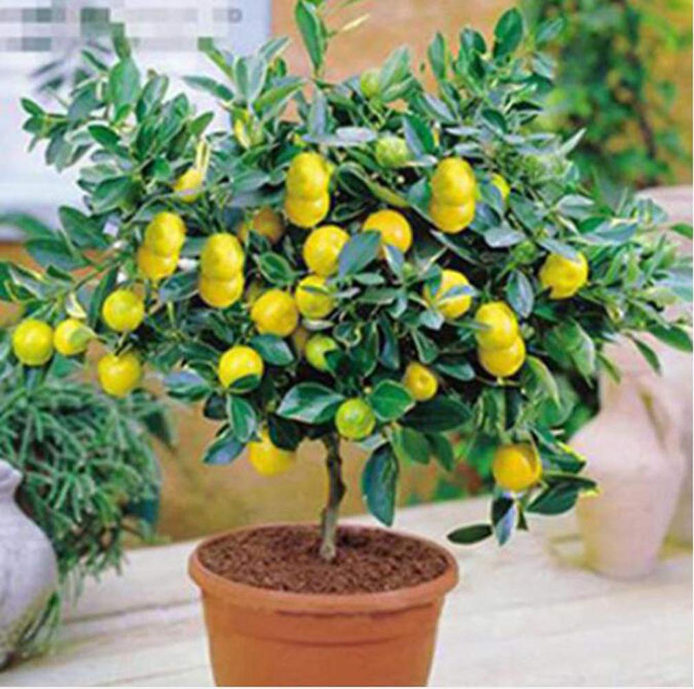 20pcs Lemon Tree Seeds - High Survival Rate Fruit Plants for Home Garden, Backyard Planting | Grow Fresh Lemons for Cooking, Drinks & DIY Projects
